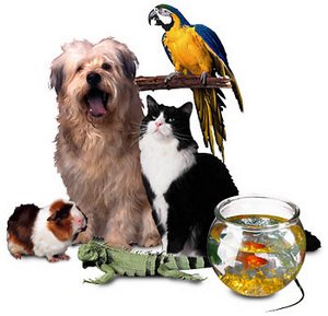 Гороскоп домашних животных для водолея